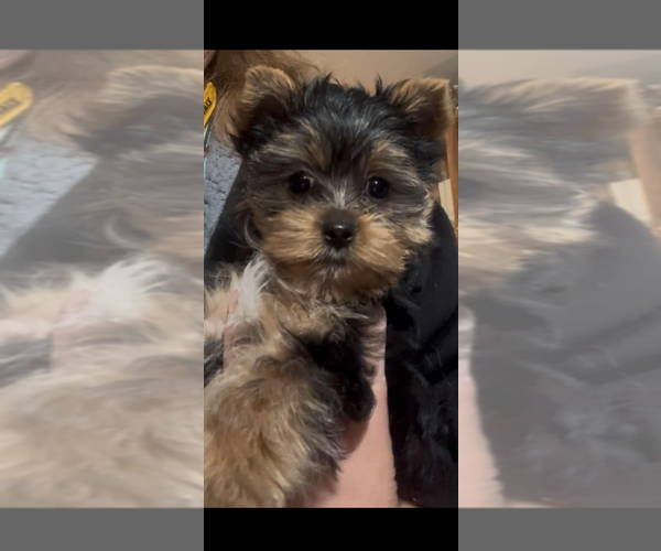 Medium Photo #19  Breeder Profile in DENHAM SPRINGS, LA, USA