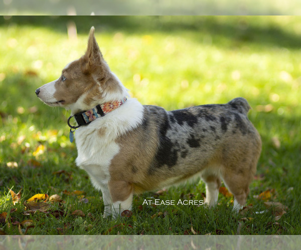 Medium Photo #7  Breeder Profile in BERNE, NY, USA
