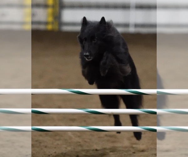 Medium Photo #4  Breeder Profile in MERIDIAN, ID, USA