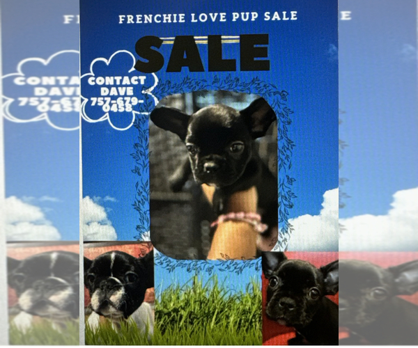 Medium Photo #1  Breeder Profile in VIRGINIA BEACH, VA, USA