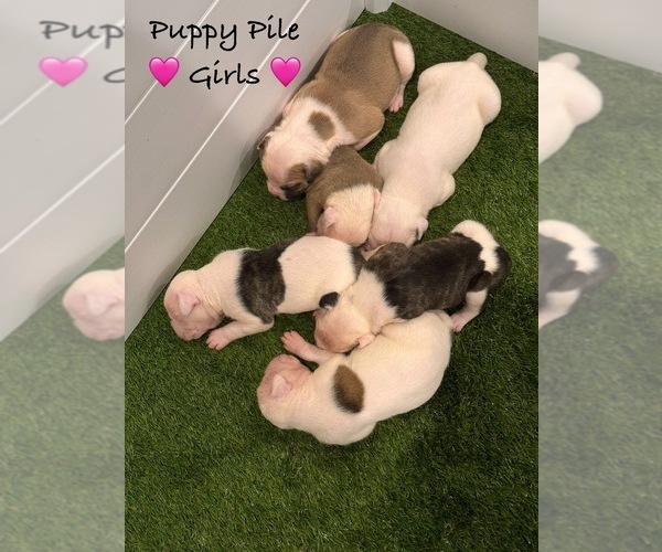 Medium Photo #12  Breeder Profile in GRAY, GA, USA