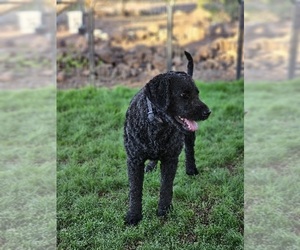 Medium Breeder Profile Photo