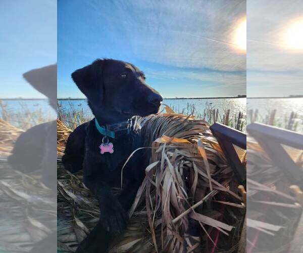 Medium Photo #2  Breeder Profile in REDDING, CA, USA