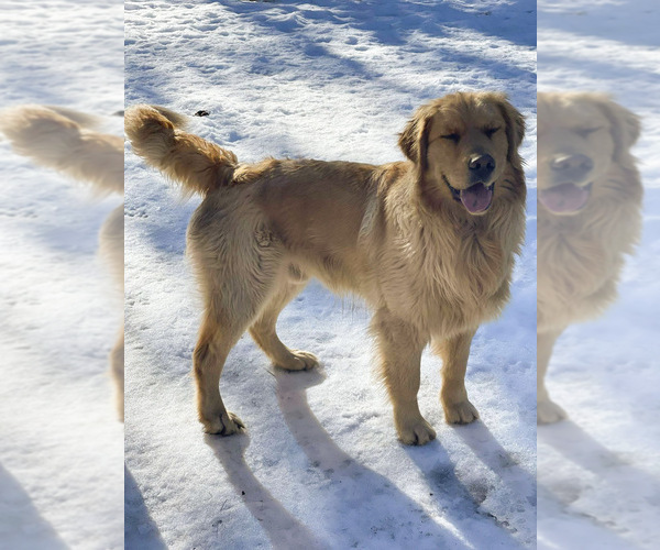 Medium Photo #5  Breeder Profile in BYERS, CO, USA