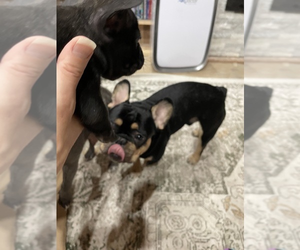 Medium Photo #15  Breeder Profile in CLEARWATER, FL, USA