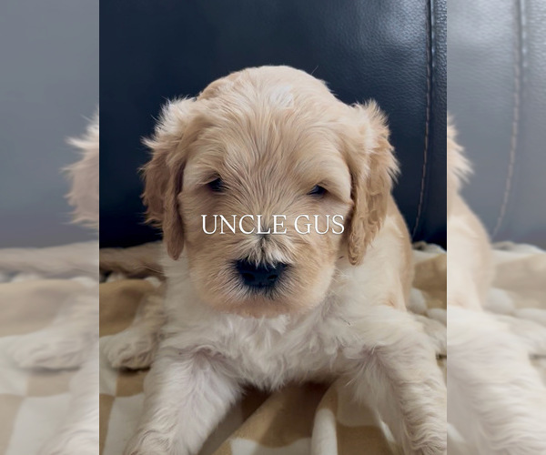 Medium Photo #5  Breeder Profile in GRAND JCT, CO, USA