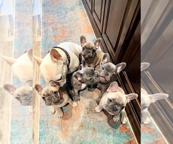 Medium Photo #19  Breeder Profile in CANYON, TX, USA