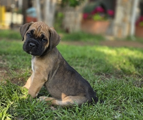 Medium Photo #25  Breeder Profile in BANGS, TX, USA