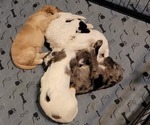 Small #5 Breeder Profile image