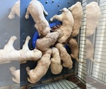 Small #3 Breeder Profile image