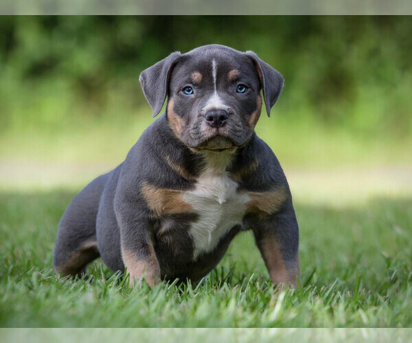 Medium Photo #3  Breeder Profile in LAWRENCEVILLE, GA, USA