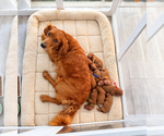 Small breeder photo