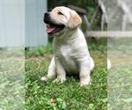 Small breeder photo
