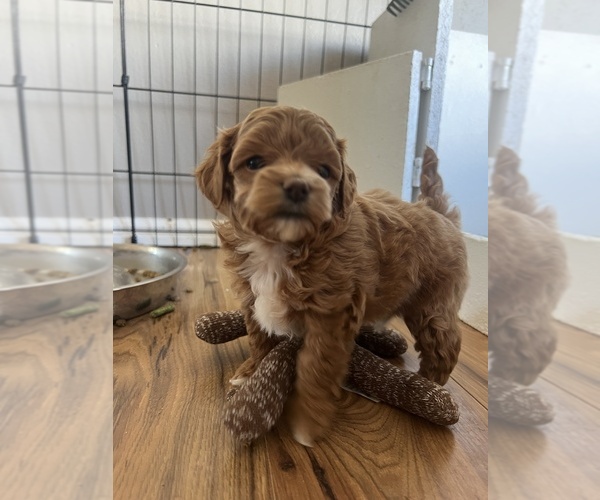 Medium Photo #4  Breeder Profile in NEPHI, UT, USA