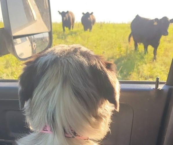 Medium Photo #37  Breeder Profile in AMERICUS, KS, USA