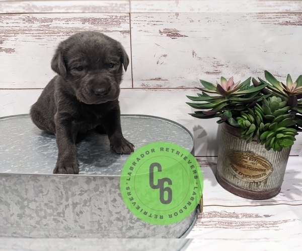 Medium Photo #1  Breeder Profile in HARRISON, AR, USA