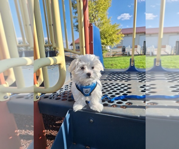 Medium Photo #9  Breeder Profile in BEAR RIVER, WY, USA