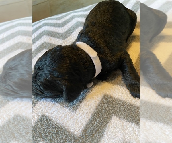 Medium Photo #12  Breeder Profile in FRIENDSWOOD, TX, USA