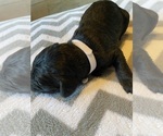 Small Photo #12  Breeder Profile in FRIENDSWOOD, TX, USA