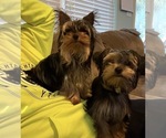 Small breeder photo