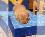 Small breeder photo