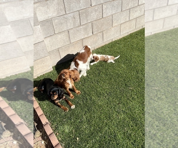Medium Photo #7  Breeder Profile in ALBUQUERQUE, NM, USA