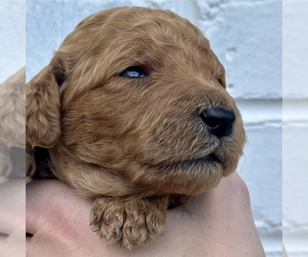 Medium Photo #46  Breeder Profile in POWELL, TN, USA