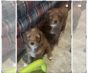 Goldendoodle (Miniature) Dog Breeder near PLATTE CITY, MO, USA