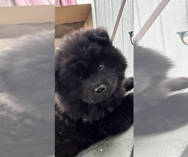 Medium Photo #1  Breeder Profile in FONTANA, CA, USA