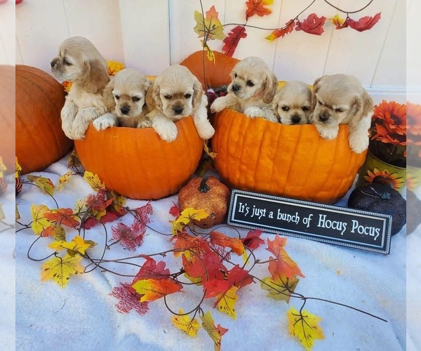 Medium Photo #1  Breeder Profile in LEVITTOWN, PA, USA