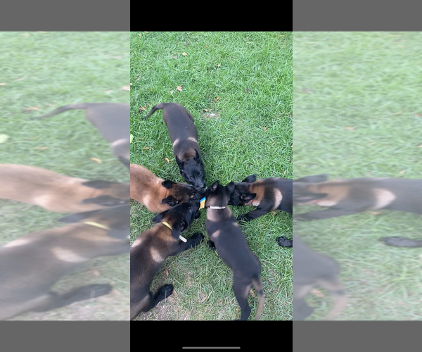 Medium Photo #24  Breeder Profile in AIKEN, SC, USA