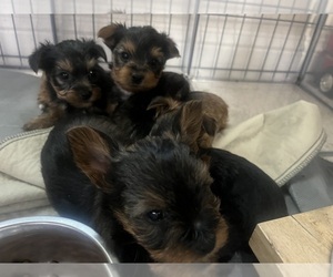 Yorkshire Terrier Dog Breeder in EULESS,  USA