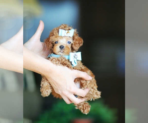 Medium Photo #1  Breeder Profile in PEMBROKE PINES, FL, USA