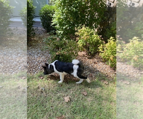 Medium Photo #83  Breeder Profile in MCDONOUGH, GA, USA