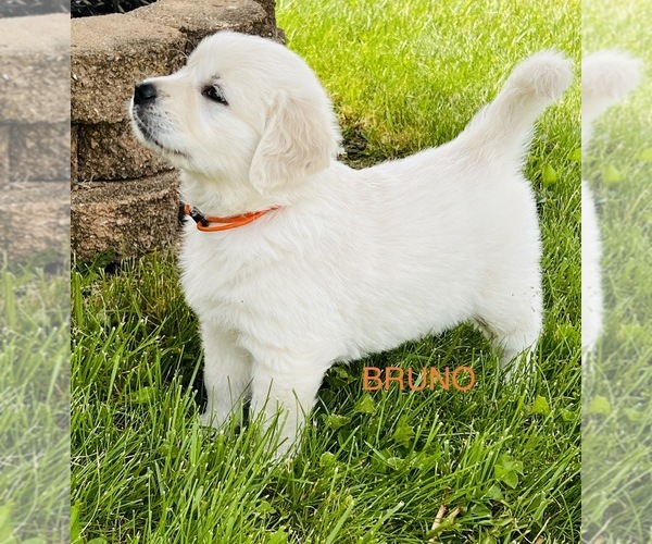 Medium Photo #1  Breeder Profile in PIQUA, OH, USA