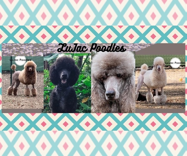 Medium Photo #1  Breeder Profile in PITTS, GA, USA