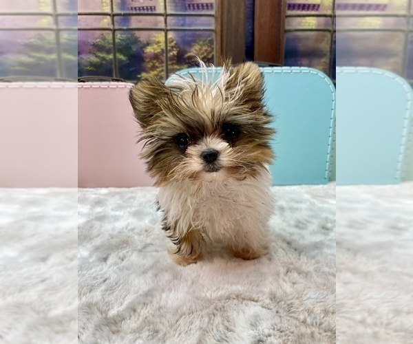 Medium Photo #9  Breeder Profile in STANTONVILLE, TN, USA