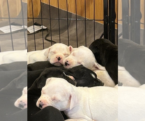 Medium Photo #5  Breeder Profile in AHOSKIE, NC, USA