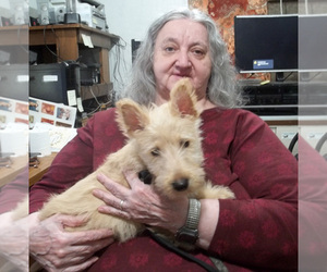 Scottish Terrier Dog Breeder near MEAD, WA, USA