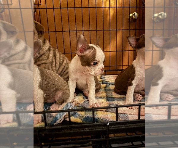 Medium Photo #21  Breeder Profile in BUCHANAN, VA, USA