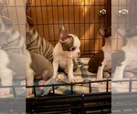 Small #20 Breeder Profile image