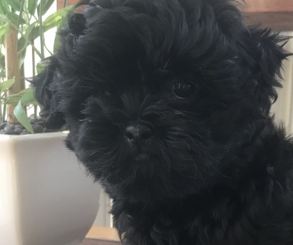 Medium Photo #2  Breeder Profile in UNIONTOWN, OH, USA