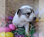 Small breeder photo