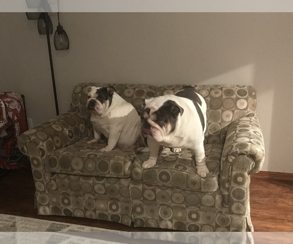 Medium Photo #17  Breeder Profile in KEENESBURG, CO, USA