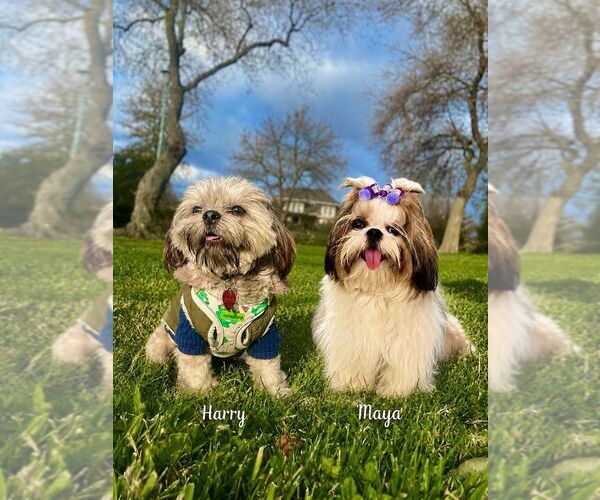 Medium Photo #2  Breeder Profile in ANTELOPE, CA, USA