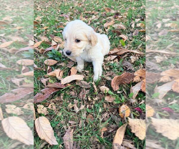 Medium Photo #31  Breeder Profile in MIDDLETOWN, OH, USA