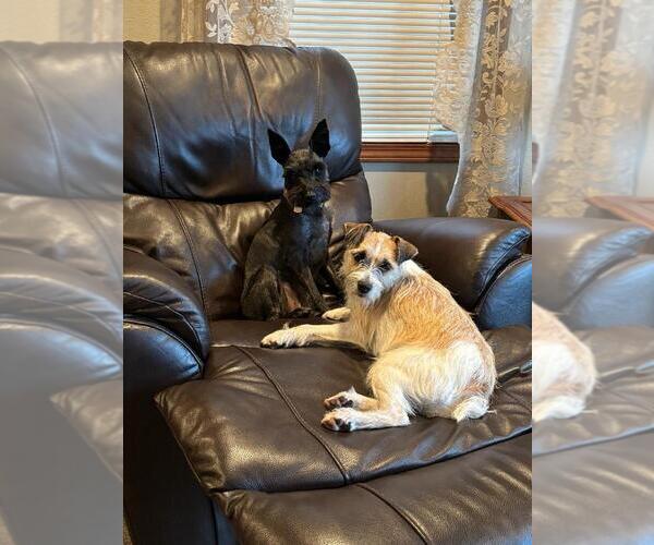 Medium Photo #8  Breeder Profile in ENID, OK, USA