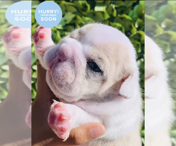 Medium Photo #5  Breeder Profile in MONTCLAIR, CA, USA