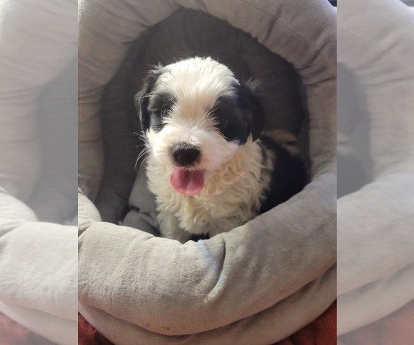 Medium Photo #38  Breeder Profile in AKRON, OH, USA