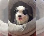 Small #37 Breeder Profile image
